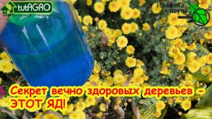 СЕКРЕТ ВЕЧНО ЗДОРОВЫХ РАСТЕНИЙ - СТРАШНЫЙ ЯД! Как обезвредить медный купорос в саду и огороде.