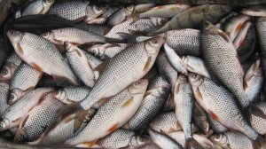 Потребление рыбы в России выросло на 18% за последние два года