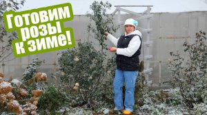 Как ОБРЕЗАТЬ РОЗЫ ОСЕНЬЮ? Пошаговая инструкция!