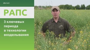 Технология возделывания рапса. Три ключевых периода для высоких результатов