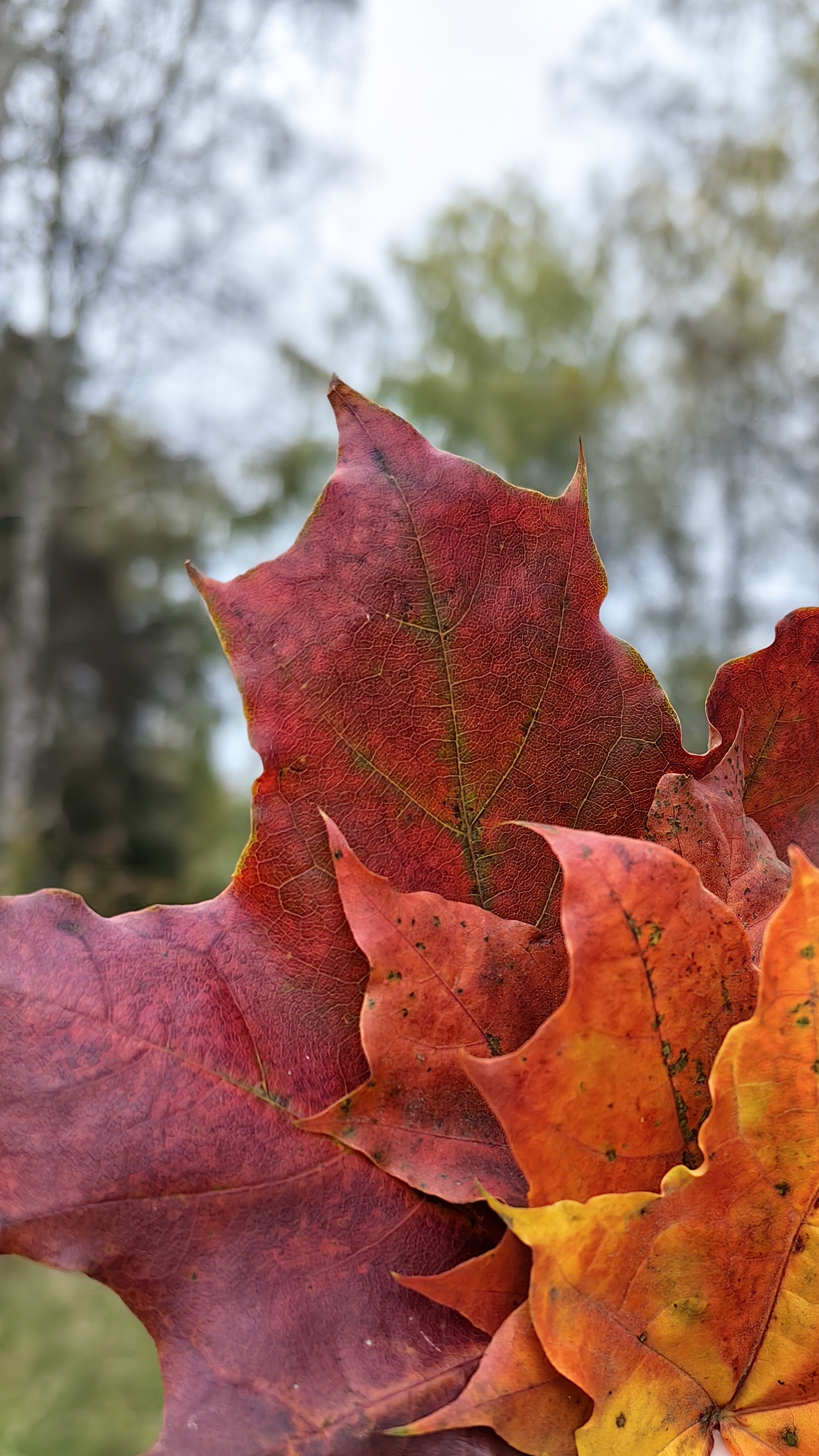 #Прогулка смотреть онлайн