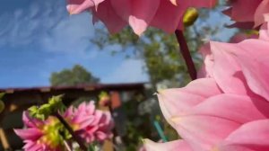 И снова  георгин  Северинс Триумф кораллово-розовый. 21 сентября.