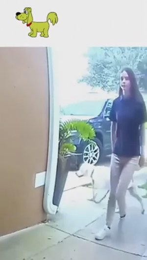 Милые🤣 такие пёсики