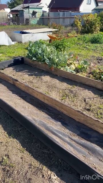 Осень, поездка на дачу красота #дача #садоводничество #огород