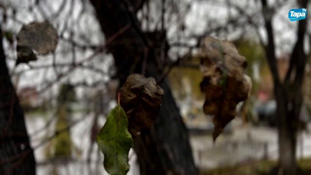 Осенняя Тара (07.10.2025) смотреть онлайн