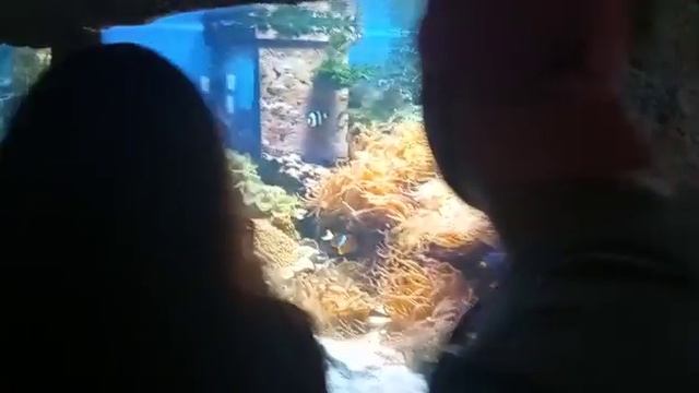 Подводный мир.