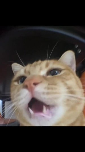 #приколыдня #котенок #bestmeow #котик #мемы2025 #catbed #видеоухаха #смешноевидео