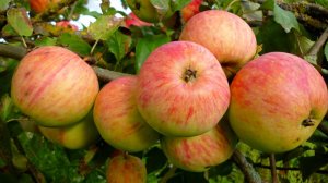 Посади яблоневый сад! Часть 2