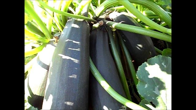 Кабачок сорт СКВОРУШКА