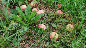 Летнее полосатое - раннелетний сорт яблони челябинской селекции