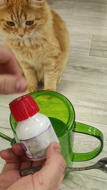 Любой цветок осенью вмиг зацветет и выдаст миллион цветоносов! #герань #цветы смотреть онлайн