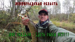 ЗДЕСЬ РЫБЫ НЕТ - А ВОТ ЗДЕСЬ РЫБА ЕСТЬ!!! Малые реки в октябре.