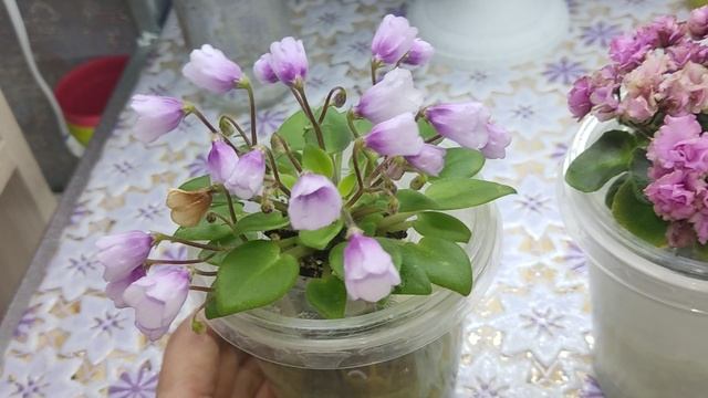 Фиалочные будни . Обзорчик для Вас 💖 смотреть онлайн