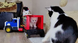 Три котёнка и их мама-кошка. Белый котёнок в кузове грузовика.