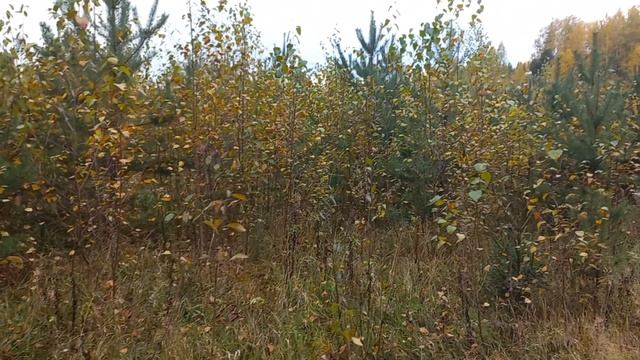 Фрагмент гона рг Лира.