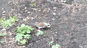 Дрозд-рябинник в парке