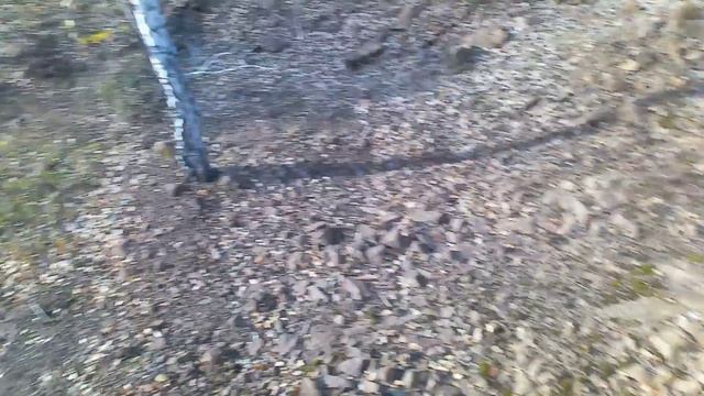 Охота на зайца.осень 2025г смотреть онлайн