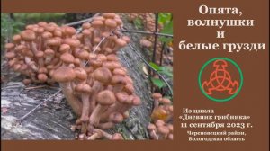 Опята, волнушки и белые грузди. "Дневник грибника" 11 сентября 2023 года.