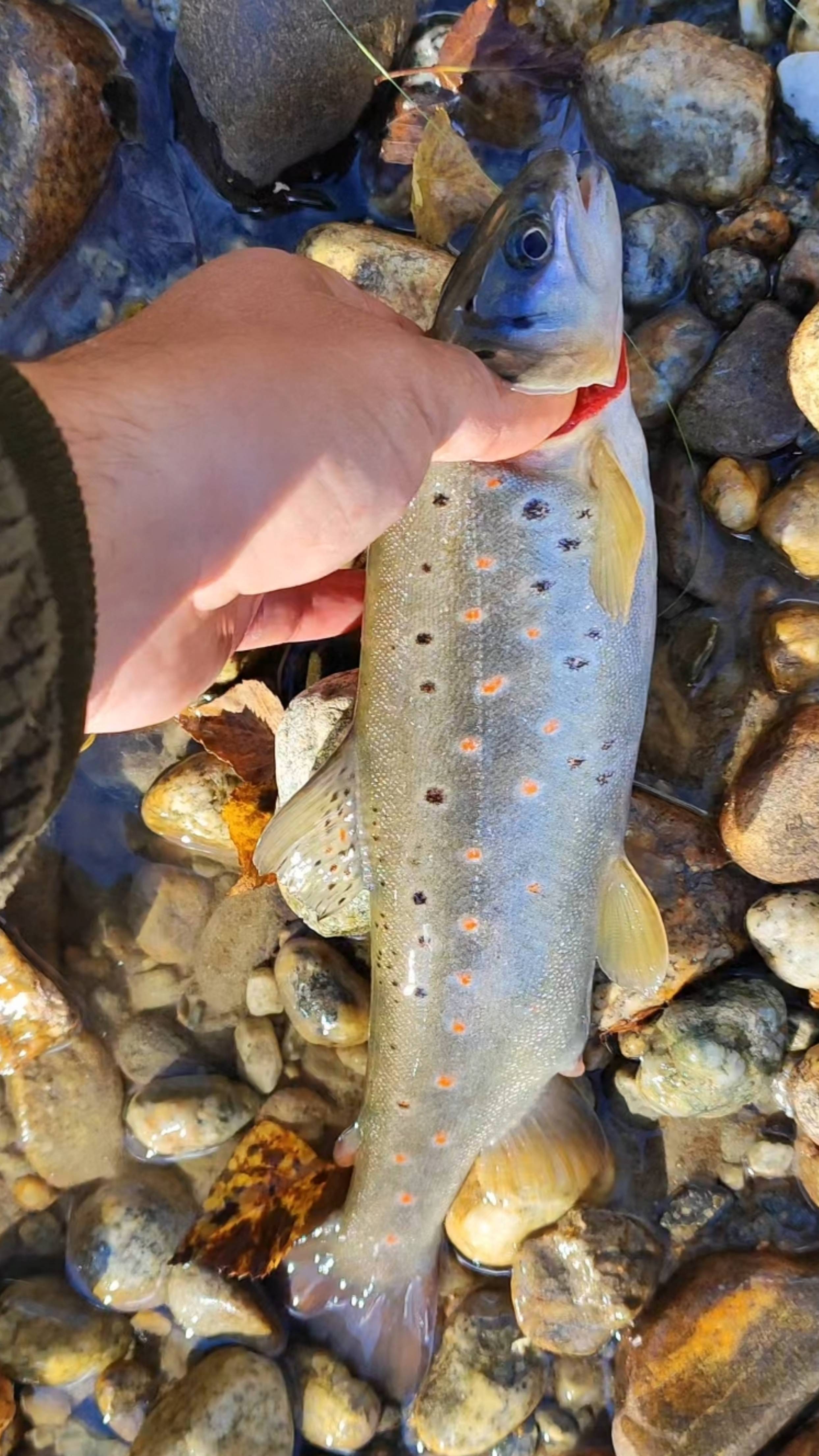 Испытание новой катушки nautilus faith