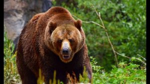 Большая медведица.