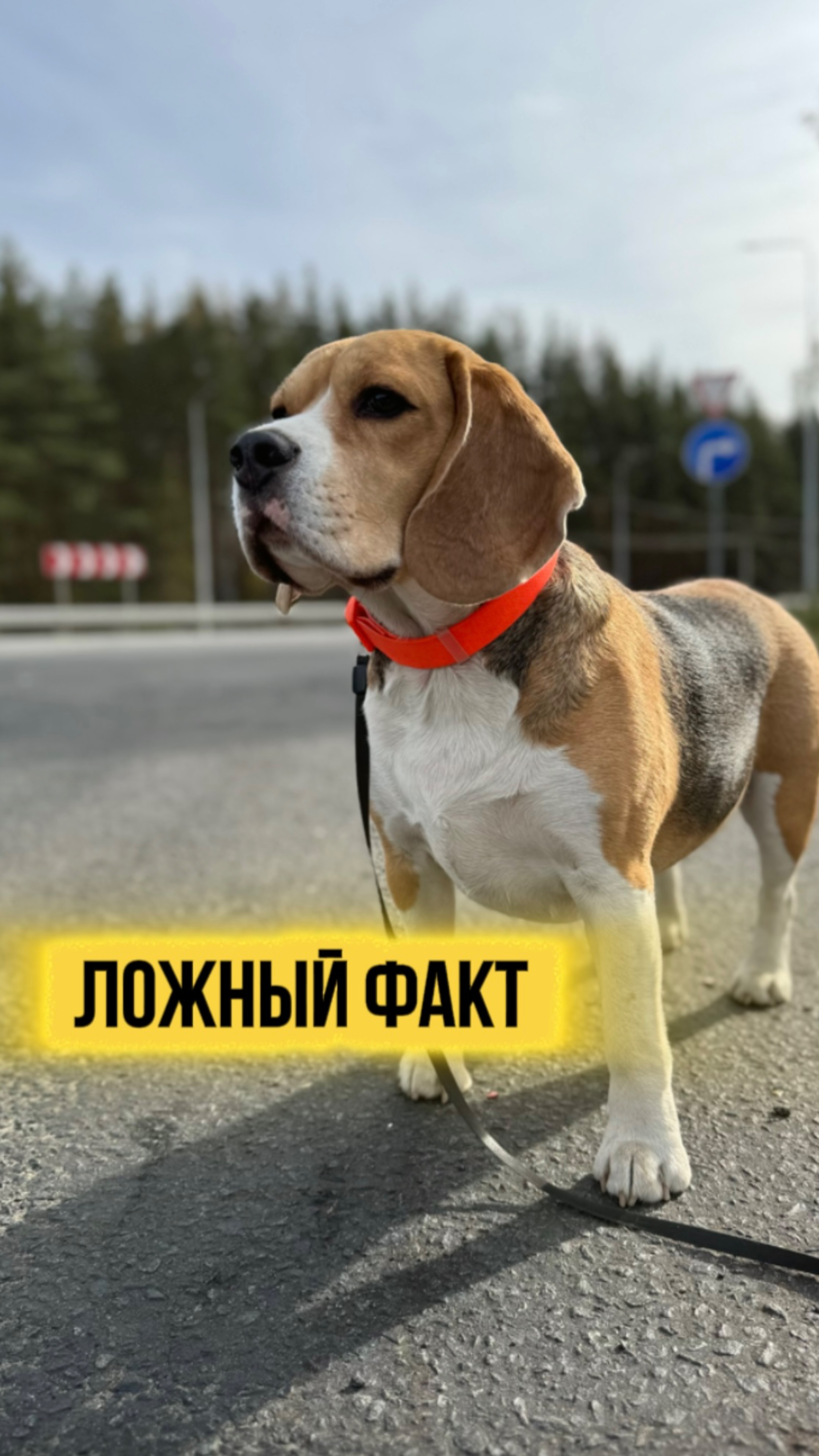 Ответ в следующем ролике😏 смотреть онлайн