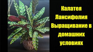 Калатея Лансифолия В домашних условиях Моя практика #Калатея_Лансифолия