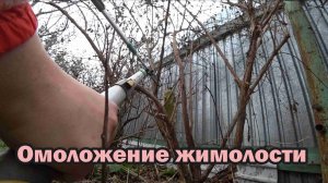 Осеннее омоложение жимолости