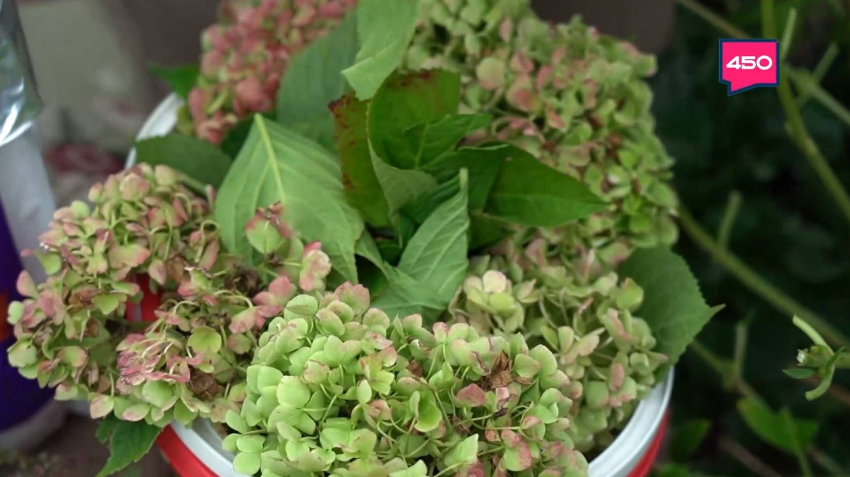 Заботимся о гортензиях. Дачные сезоны