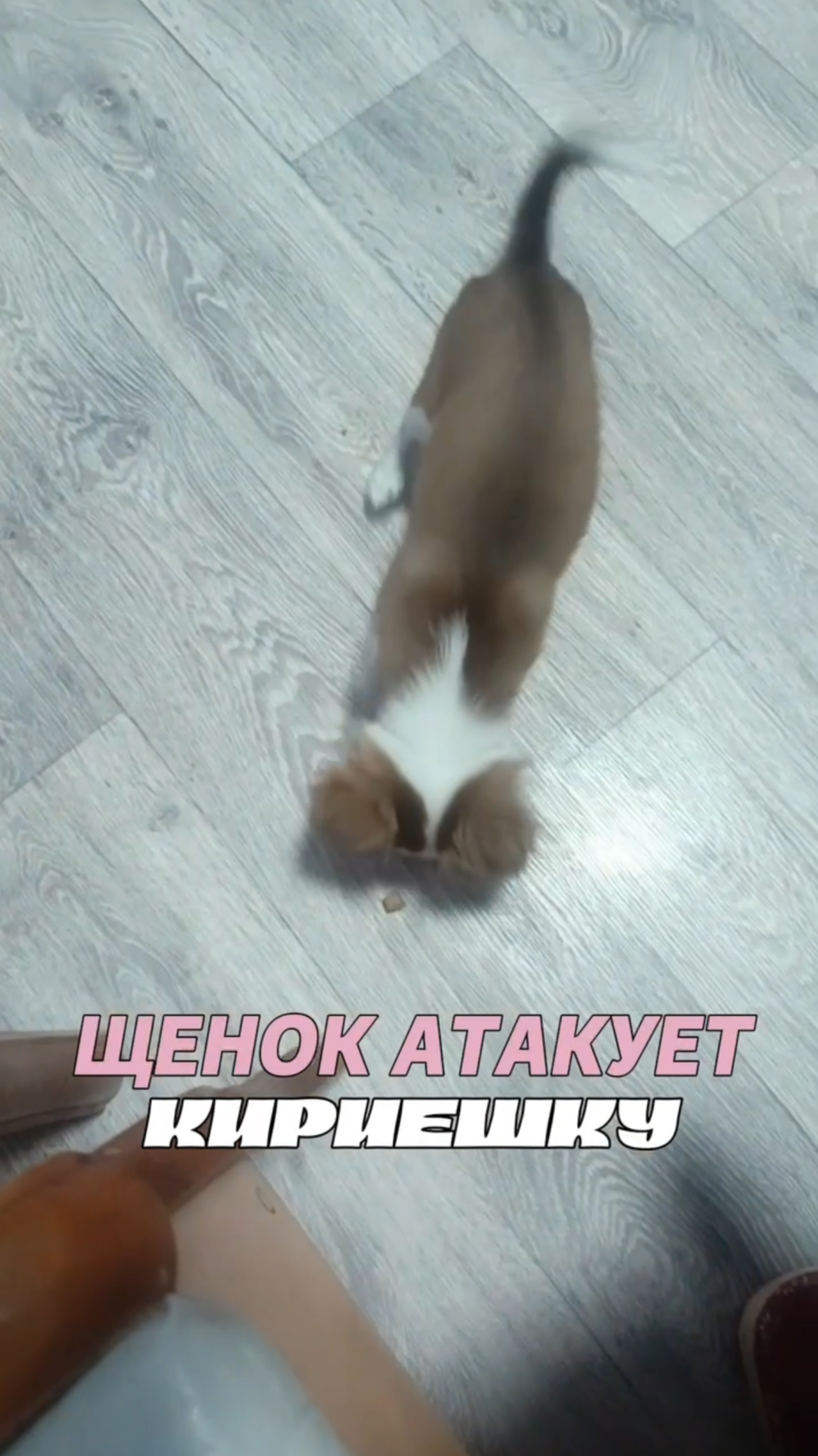 Щенок атакует кириешку смотреть онлайн