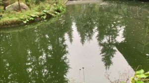 Карпы КОИ гибнут.Новости с трех водоемов.