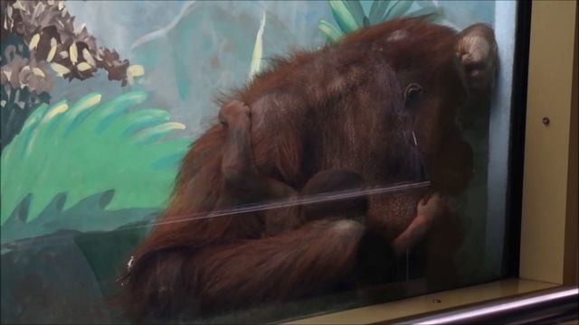 Орангутан Мишель подошла показать свою доченьку 08.10.2025 смотреть онлайн