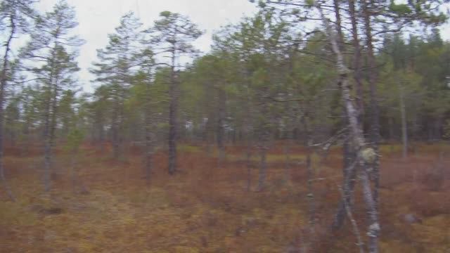 Собираем клюкву!!!По дороге встретил медведя!!!