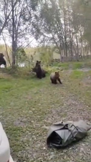 Храбрый пёс бросил вызов целой медвежьей семье на Сахалине