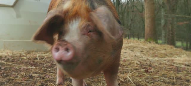 Телешоу "Ферма Кларксона", 3.04 (AlexFilm) смотреть онлайн