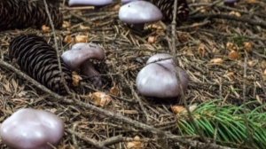 курские новости 09.10.2025