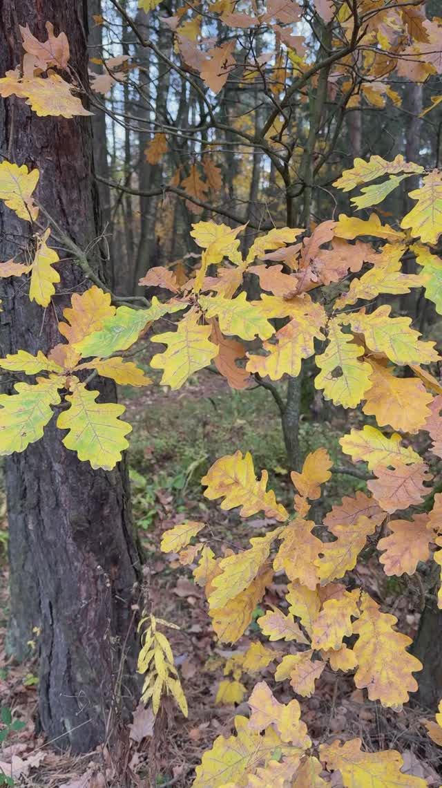 В осеннем лесу смотреть онлайн