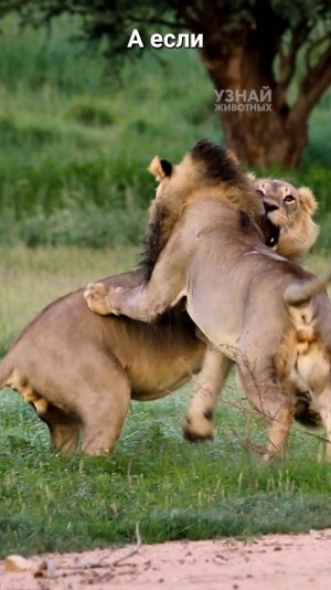 Что будет, когда льва выгоняют из прайда?