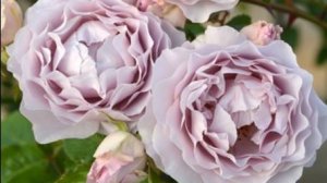 Camille- нежная Муза для настоящего Гения. Японская роза Кимуро 2021г. Новинка моего питомника.