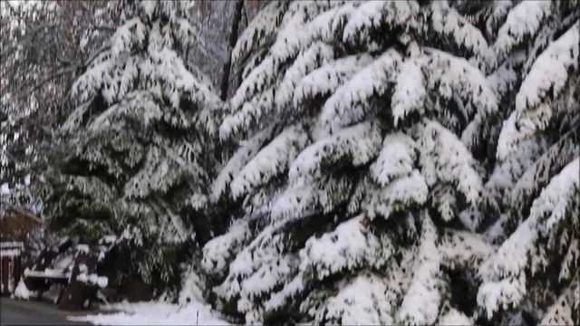 Снежная красота в Новосибирском зоопарке 08.10.2025 смотреть онлайн