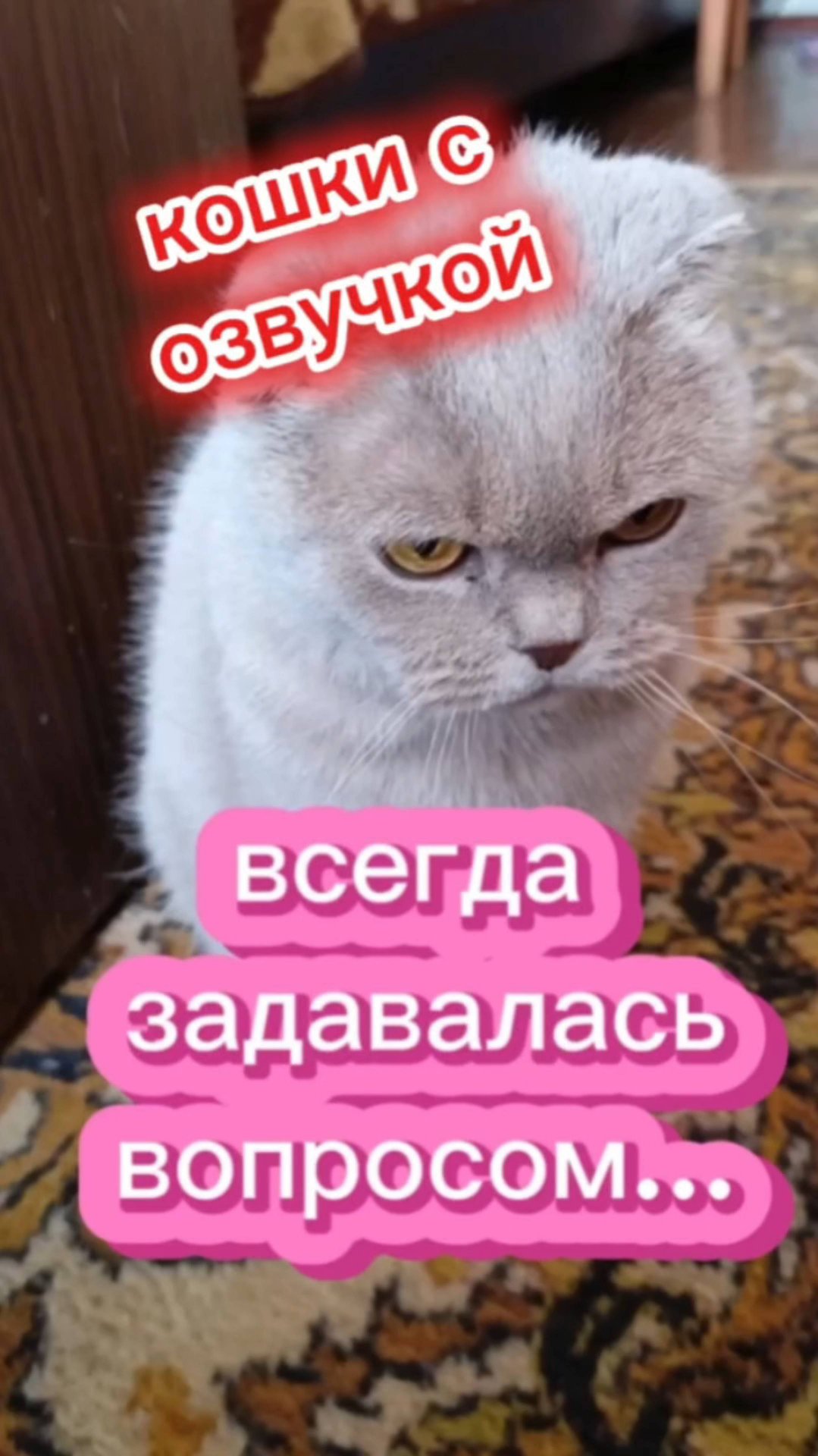 Кошки с озвучкой. смотреть онлайн