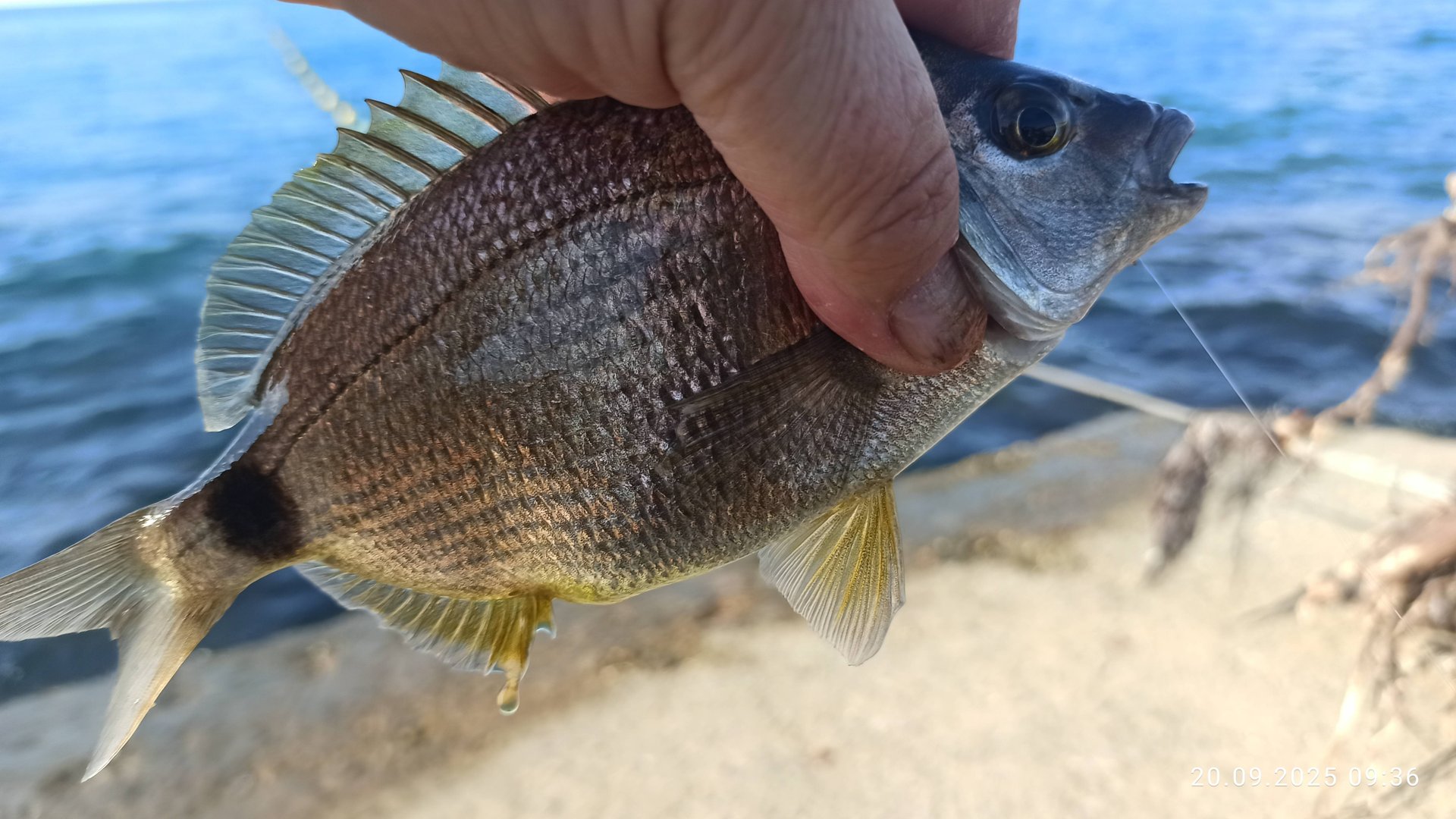 Рыбалка на Черном море. Кабардинка. сентябрь 25