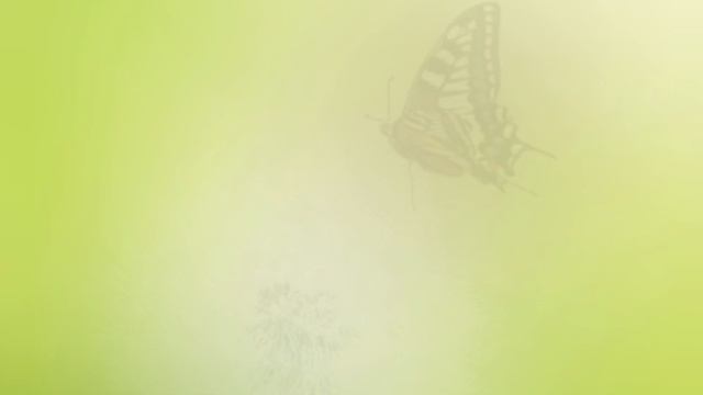 В. Андреев . Вальс "Грёзы" в исполнении Амелии и Елены Баталовых . смотреть онлайн