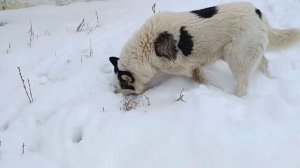 ОБЗОР МОЕГО ДОМА. ГУЛЯЮ С СОБАКАМИ.