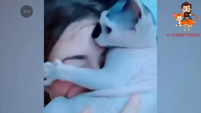 смешные видео про котов 2 смотреть онлайн