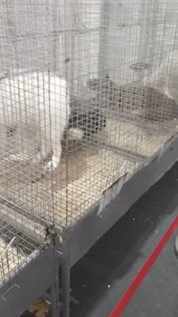 Российская агропромышленная выставка «Золотая осень». Сенсация павильона «Животноводство» (3) смотреть онлайн