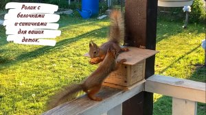 Ролик с белочками и синичками для ваших деток.