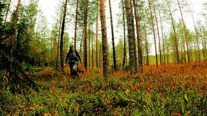 Грибник перешел БОЛОТО зашел в ЛЕС, а ТАМ... Тихая охота в октябре 2025. Ягоды и грибы Сказочная Кар