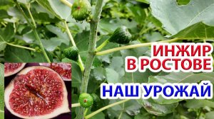 Инжир в Ростове урожай? 2025