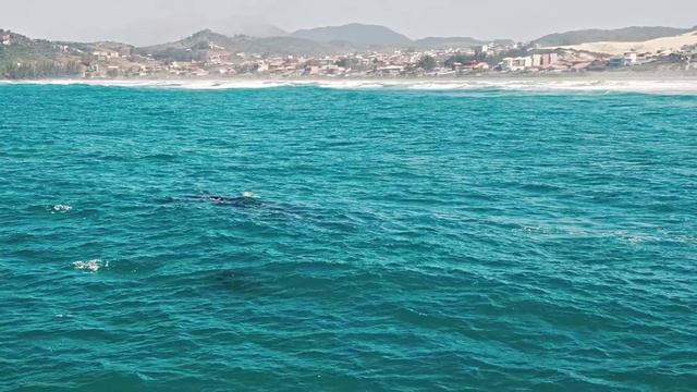 Дикие животные 4К 8К Full HD смотреть онлайн