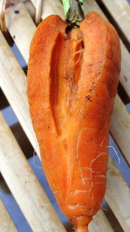 ПОЧЕМУ ТРЕСКАЕТСЯ МОРКОВЬ? смотреть онлайн